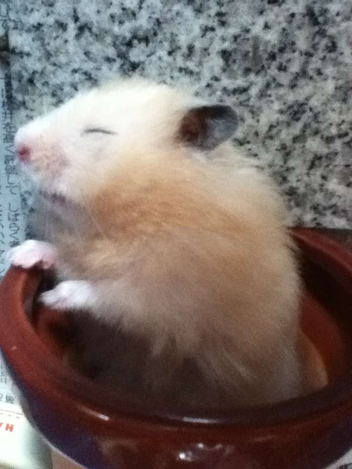 かわいい写真をはっていきましょー!