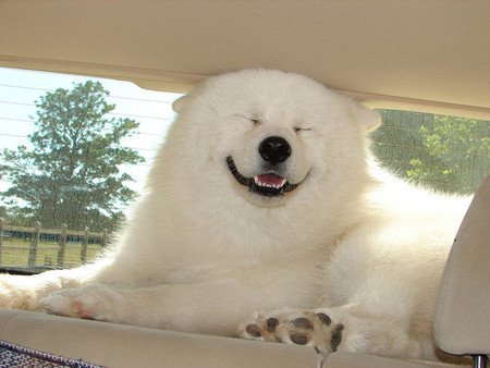 かわいい写真をはっていきましょー!