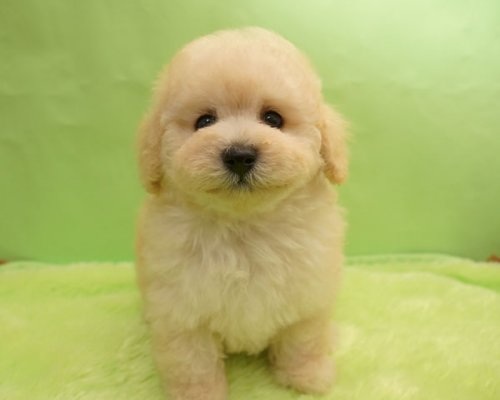 かわいい写真をはっていきましょー!