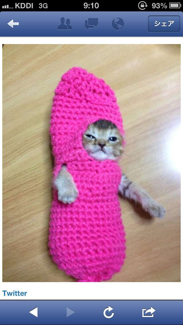 かわいい写真をはっていきましょー!