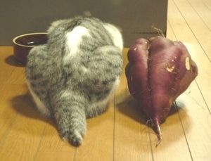 かわいい写真をはっていきましょー!