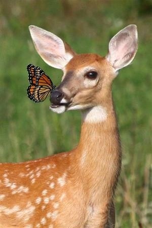 かわいい写真をはっていきましょー!