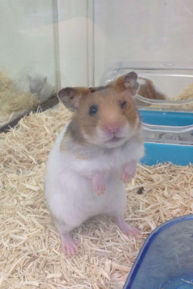 だって食べたいんだもの！筒に入ったままモグモグするハムスターがかわいすぎる 