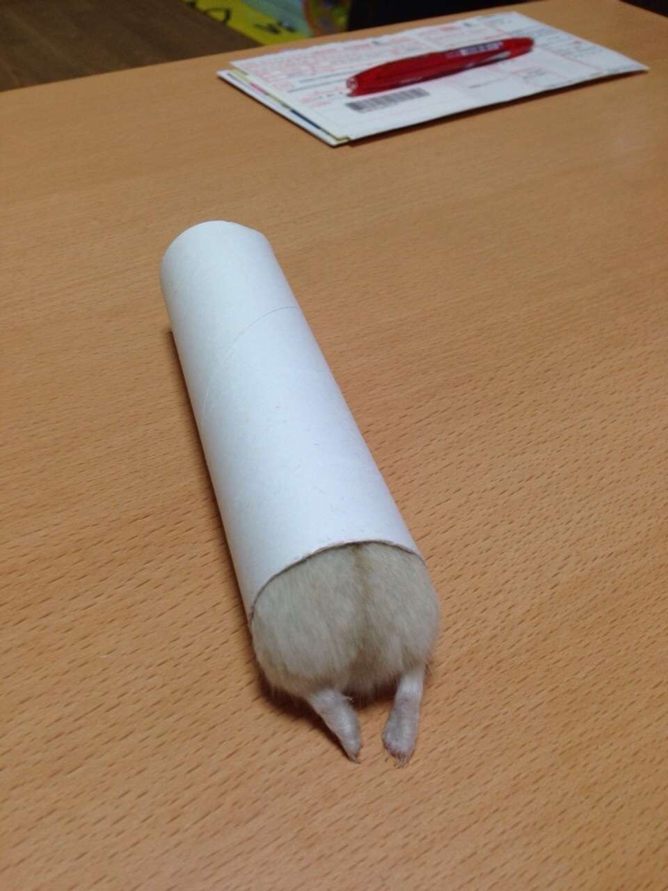 だって食べたいんだもの！筒に入ったままモグモグするハムスターがかわいすぎる 