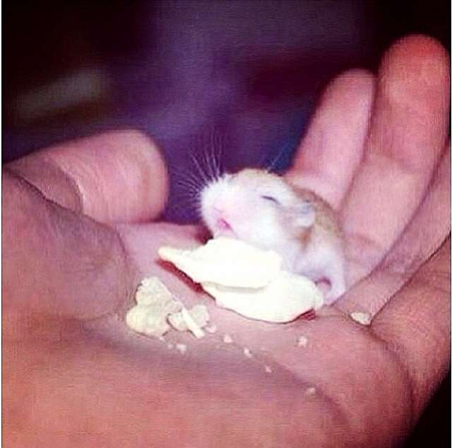 だって食べたいんだもの！筒に入ったままモグモグするハムスターがかわいすぎる 