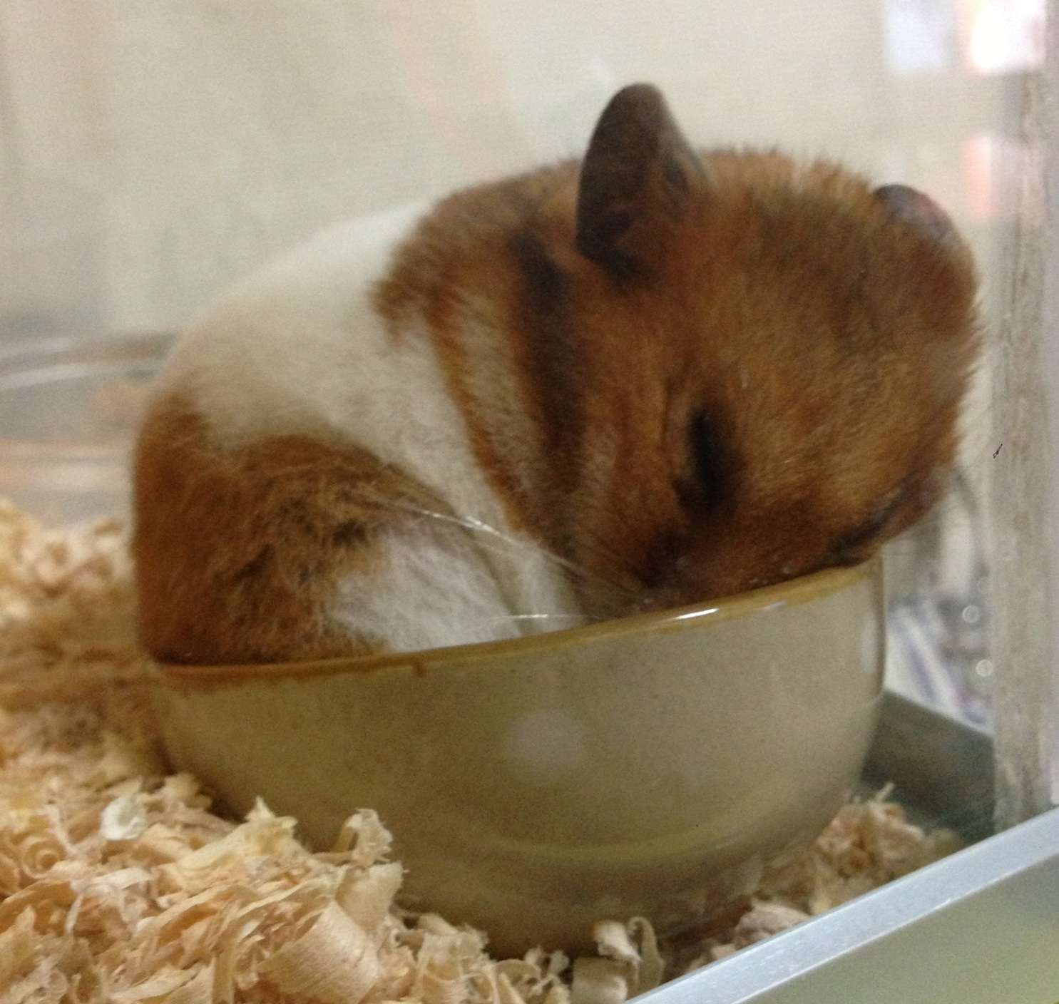 だって食べたいんだもの！筒に入ったままモグモグするハムスターがかわいすぎる 