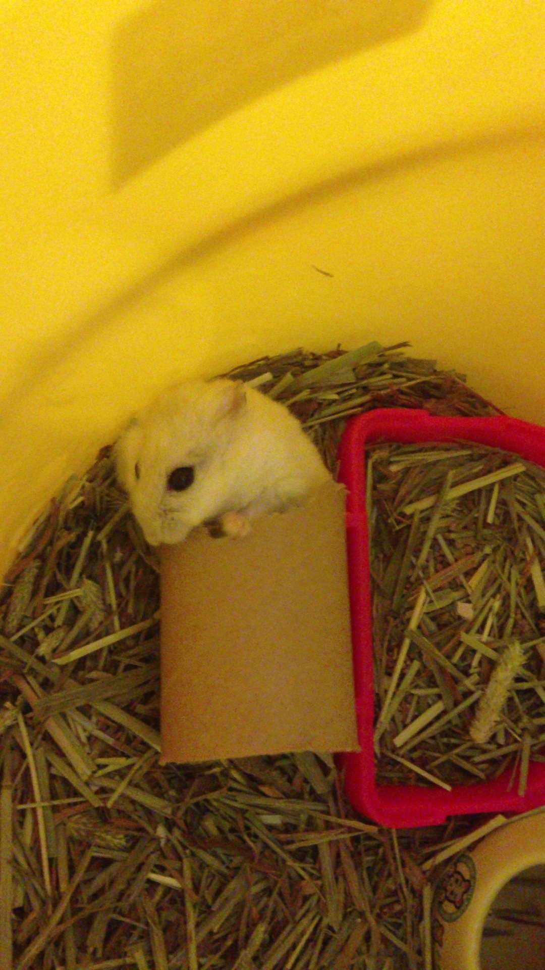 だって食べたいんだもの！筒に入ったままモグモグするハムスターがかわいすぎる 