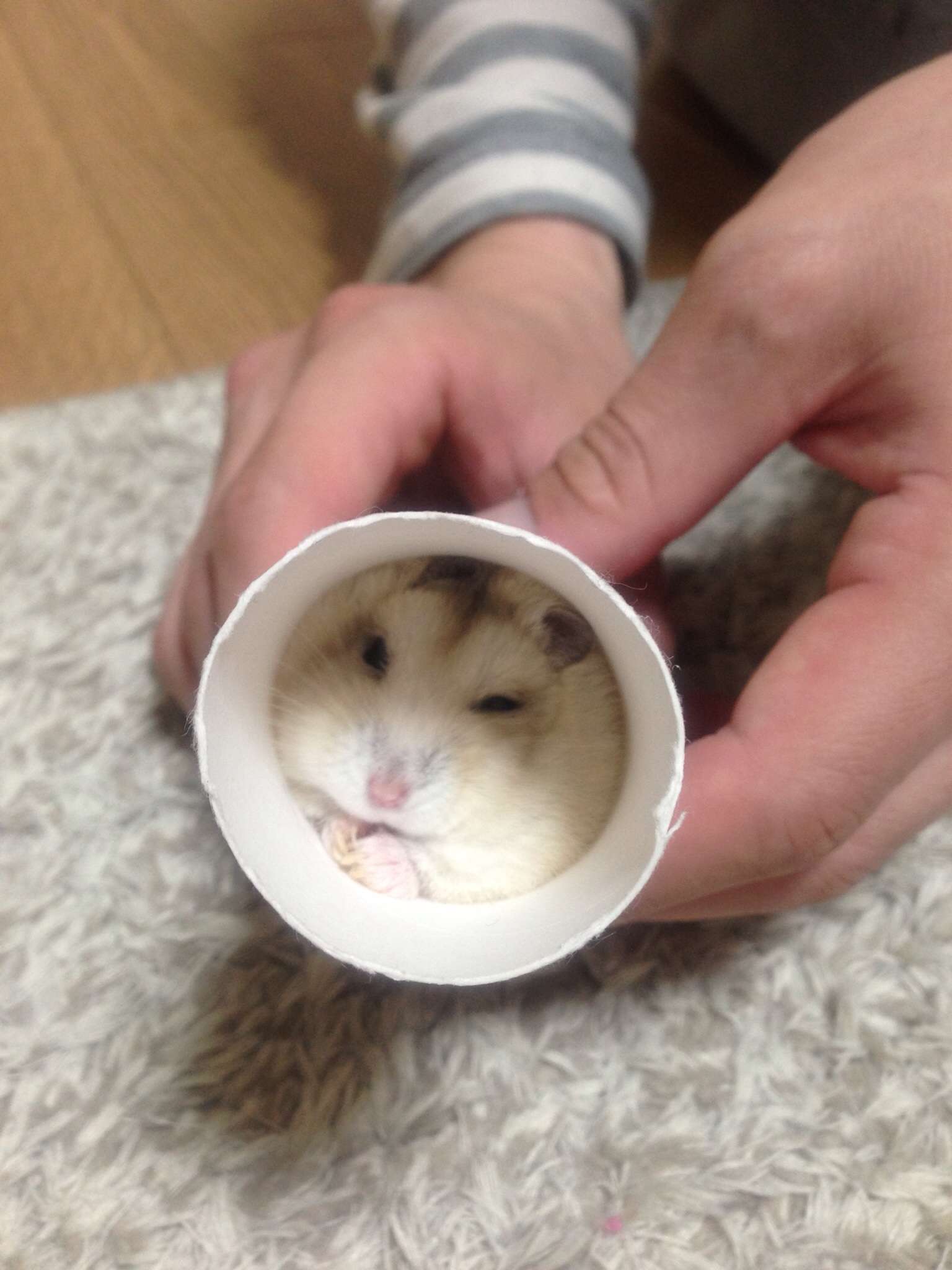 だって食べたいんだもの！筒に入ったままモグモグするハムスターがかわいすぎる 