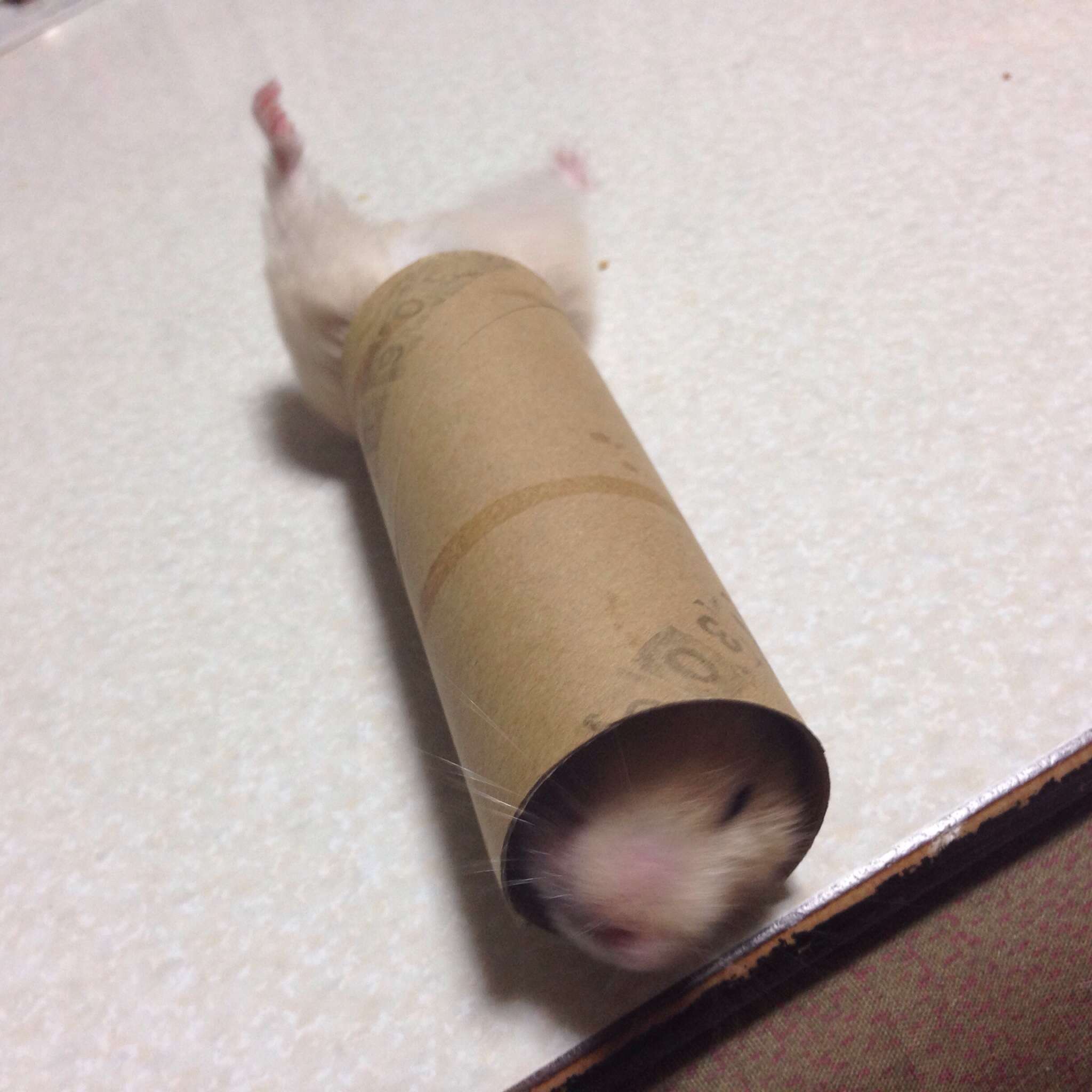 だって食べたいんだもの！筒に入ったままモグモグするハムスターがかわいすぎる 