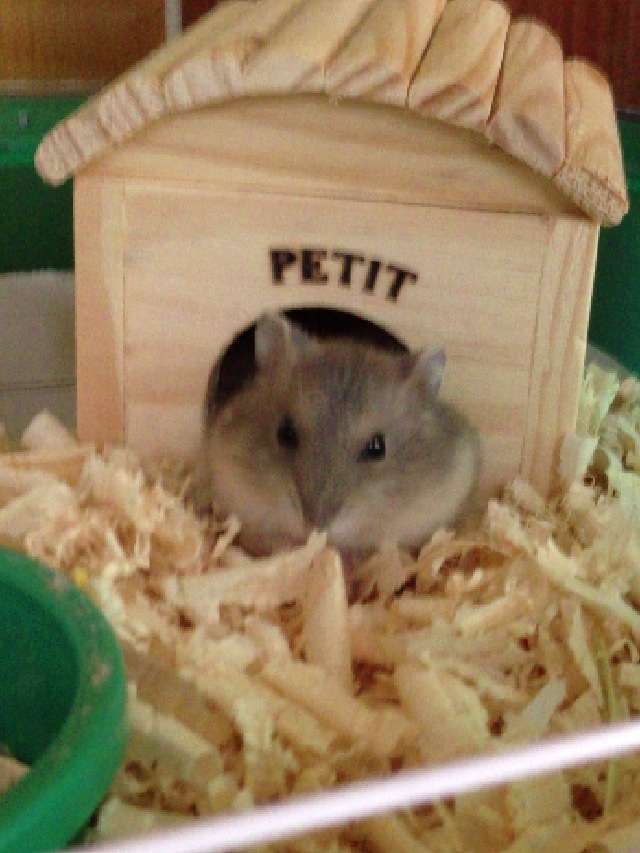 だって食べたいんだもの！筒に入ったままモグモグするハムスターがかわいすぎる 
