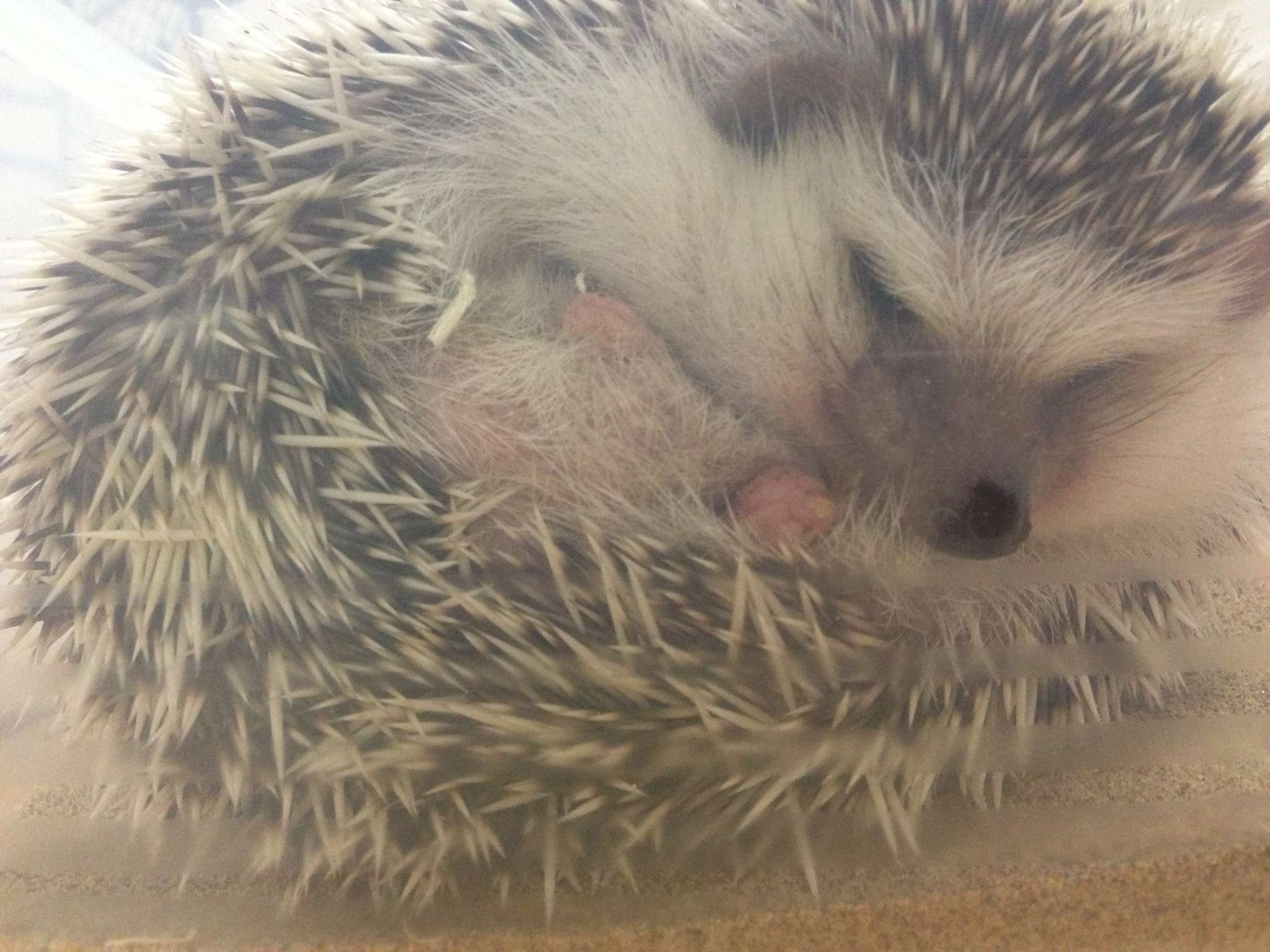 ペットへ一言物申す!!