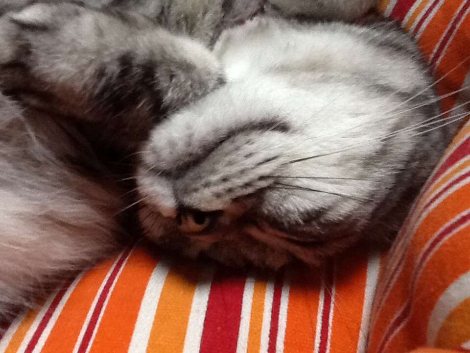 こうしないと眠れない!