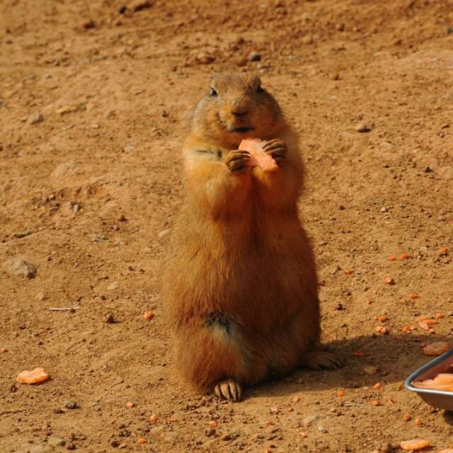 飼ってみたいペット