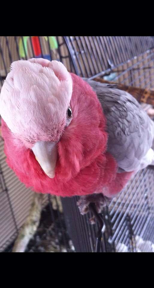 飼ってみたいペット