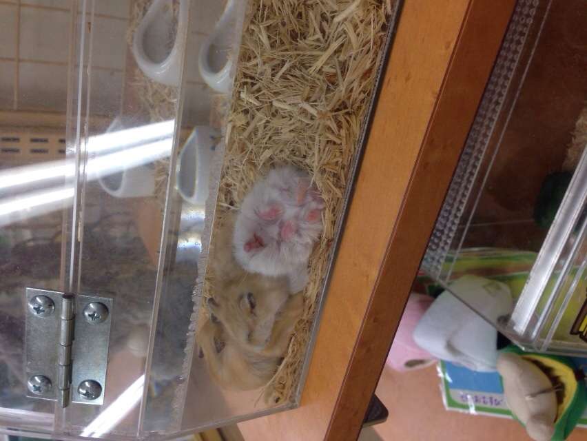 最近癒された出来事♡