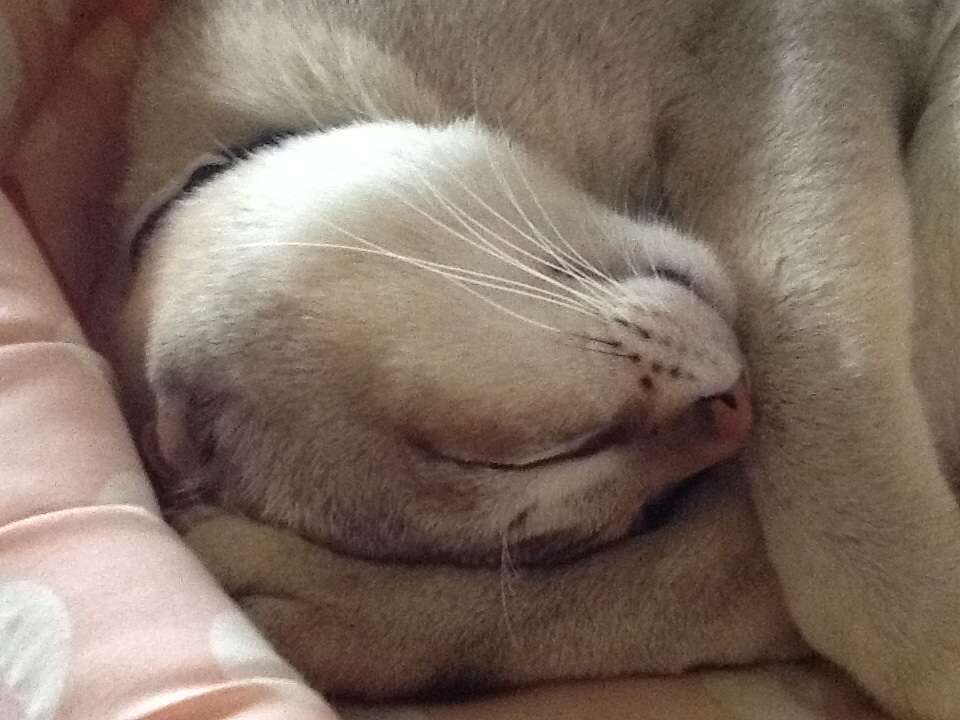 最近癒された出来事♡
