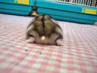 ペットのどこに萌えますか？
