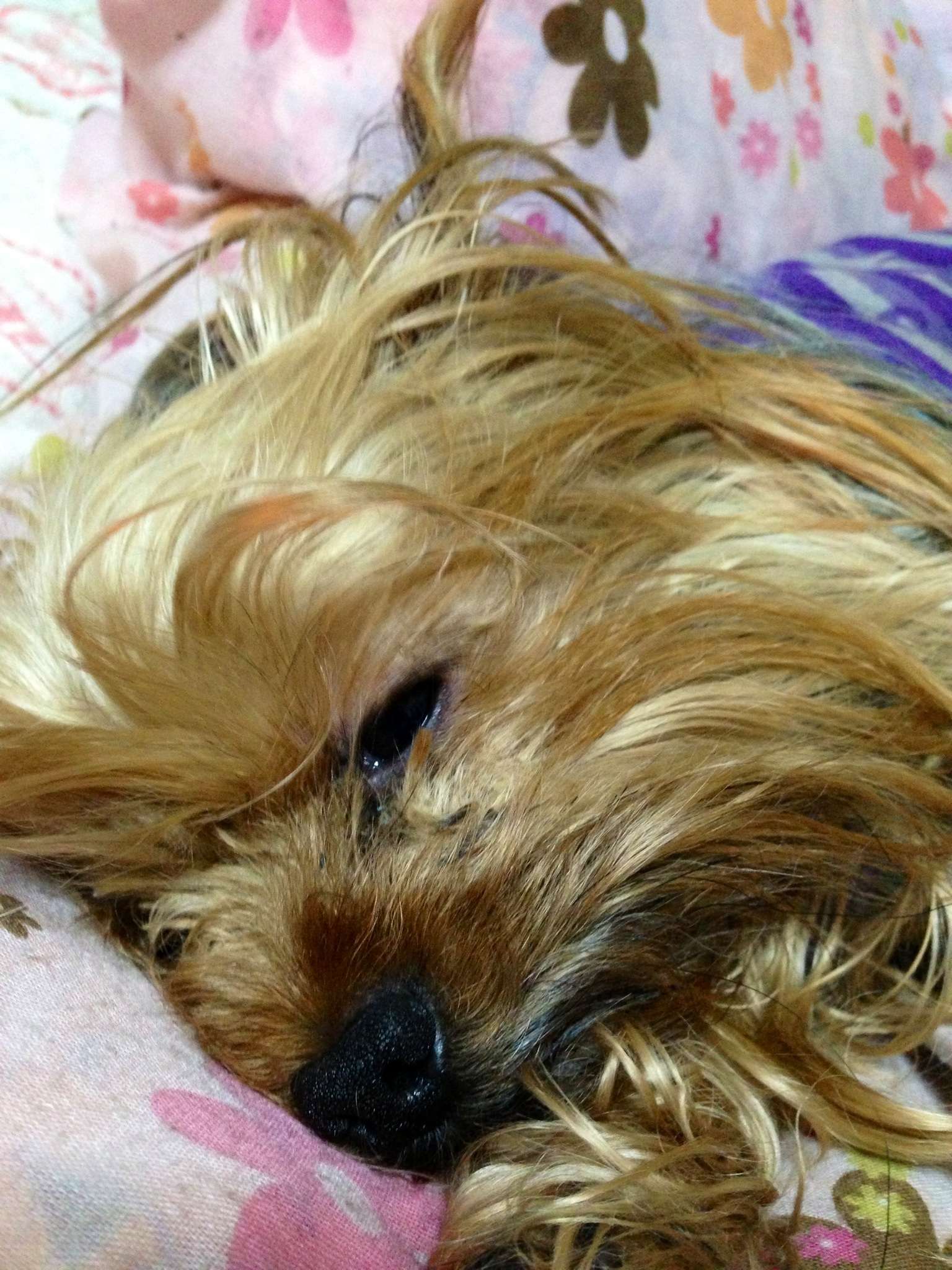 ペットのどこに萌えますか？