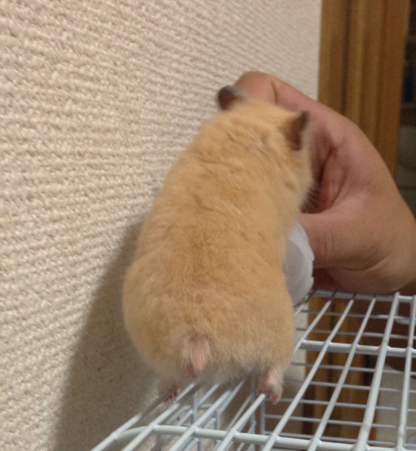 ペットのどこに萌えますか？