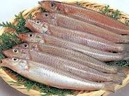 魚釣りの好きな人、いませんか？