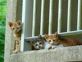 【兵庫】両脚を粘着テープで巻かれた猫の死骸発見