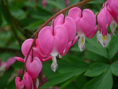 【閲覧注意】この花が悪魔すぎて怖い！