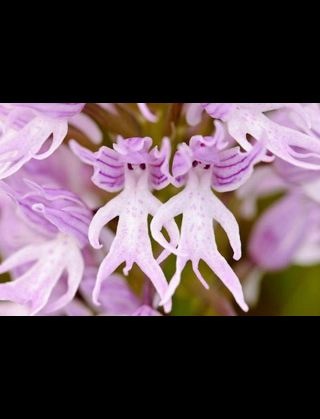 【閲覧注意】この花が悪魔すぎて怖い！
