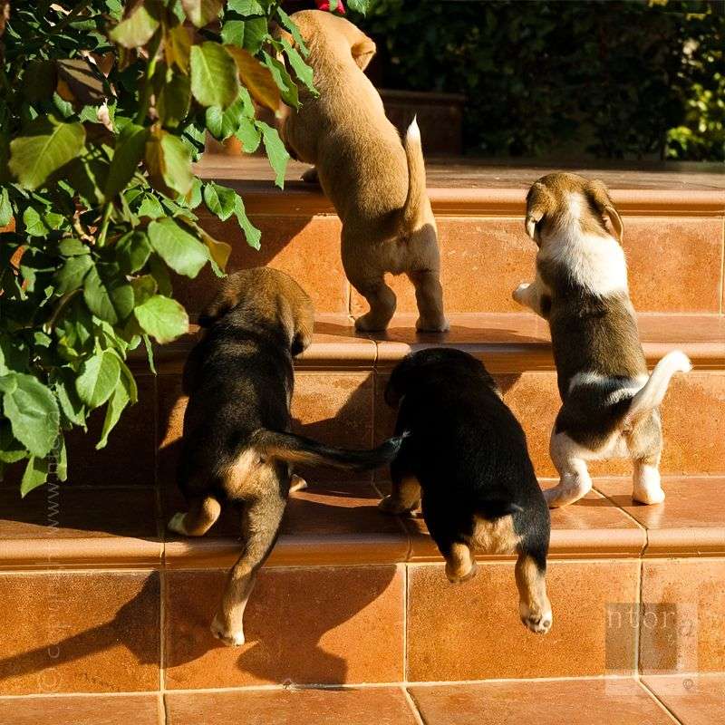 動物苦手な方いらっしゃいますか？