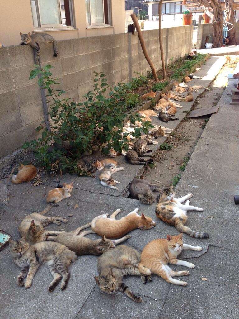 動物苦手な方いらっしゃいますか？