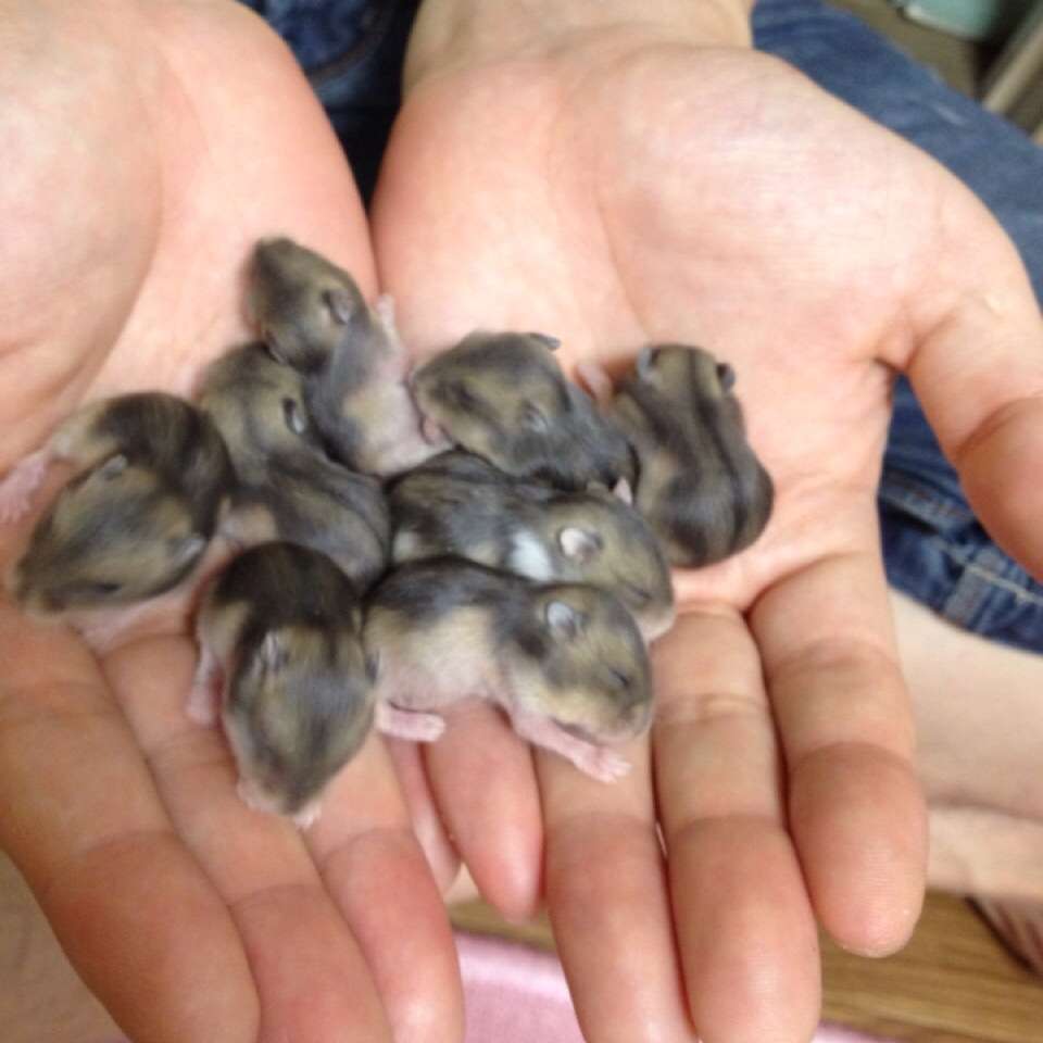だって食べたいんだもの！筒に入ったままモグモグするハムスターがかわいすぎる 