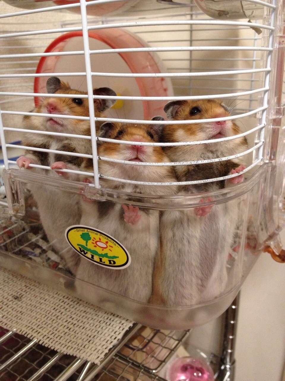 だって食べたいんだもの！筒に入ったままモグモグするハムスターがかわいすぎる 