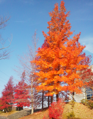 【画像】素敵な景色を堪能しましょう!