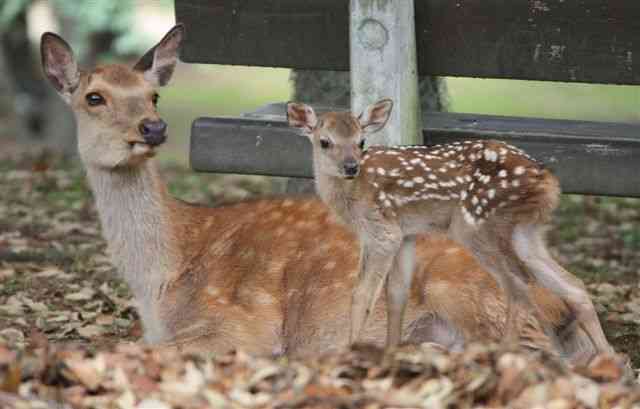 動物の赤ちゃんの画像を貼っていくトピ