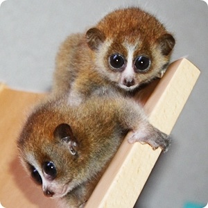 動物の赤ちゃんの画像を貼っていくトピ