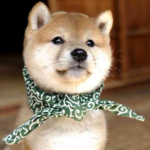 動物の赤ちゃんの画像を貼っていくトピ