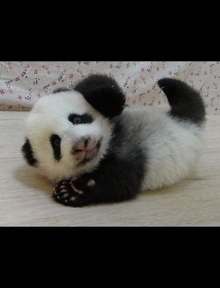 動物の赤ちゃんの画像を貼っていくトピ