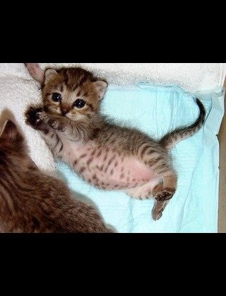 動物の赤ちゃんの画像を貼っていくトピ