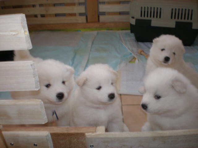 動物の赤ちゃんの画像を貼っていくトピ