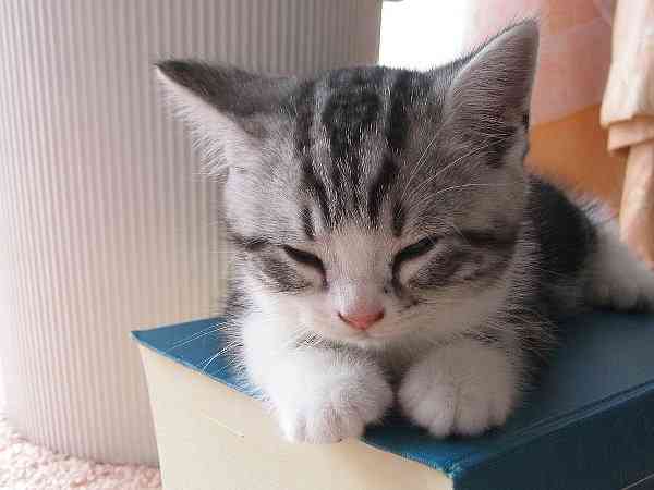 動物の赤ちゃんの画像を貼っていくトピ