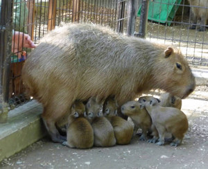 動物の赤ちゃんの画像を貼っていくトピ