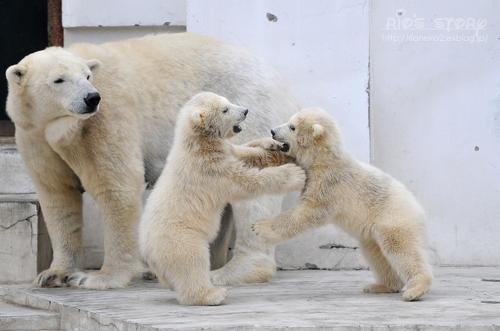 動物の赤ちゃんの画像を貼っていくトピ