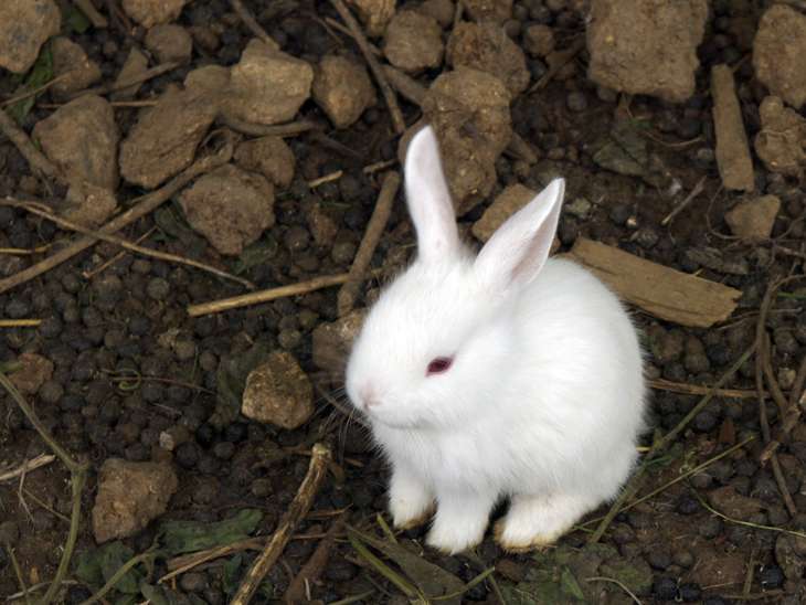 動物の赤ちゃんの画像を貼っていくトピ