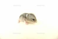 動物の赤ちゃんの画像を貼っていくトピ
