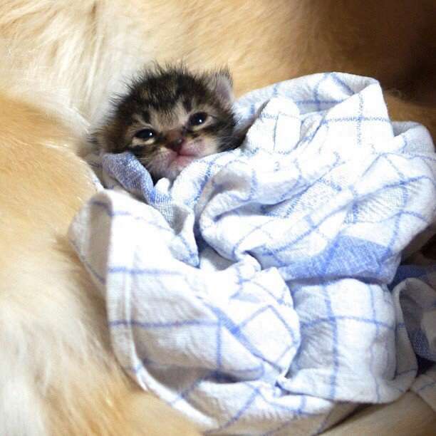 動物の赤ちゃんの画像を貼っていくトピ