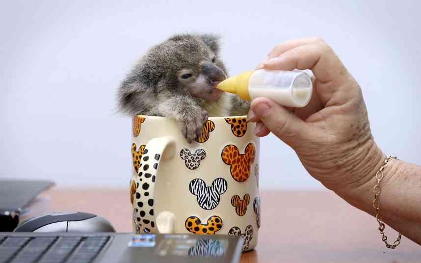 動物の赤ちゃんの画像を貼っていくトピ