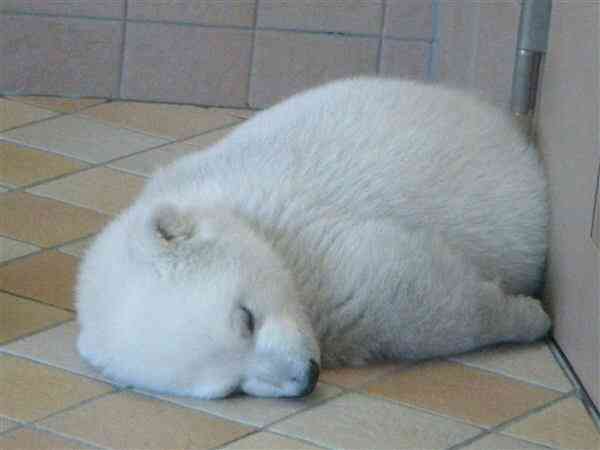 動物の赤ちゃんの画像を貼っていくトピ