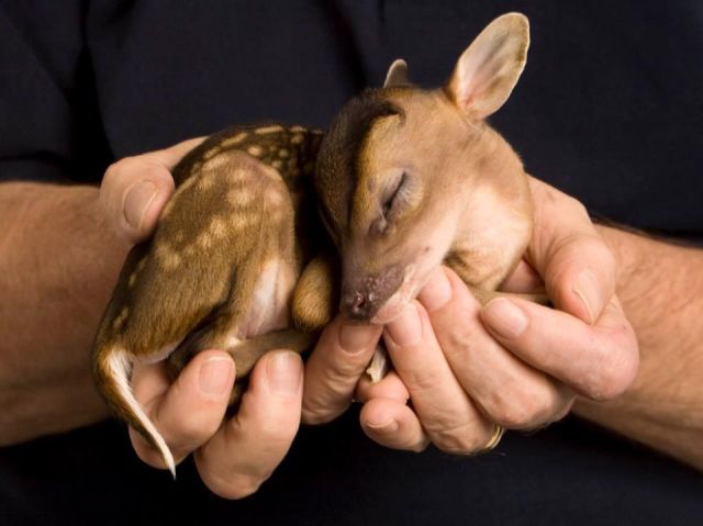 動物の赤ちゃんの画像を貼っていくトピ
