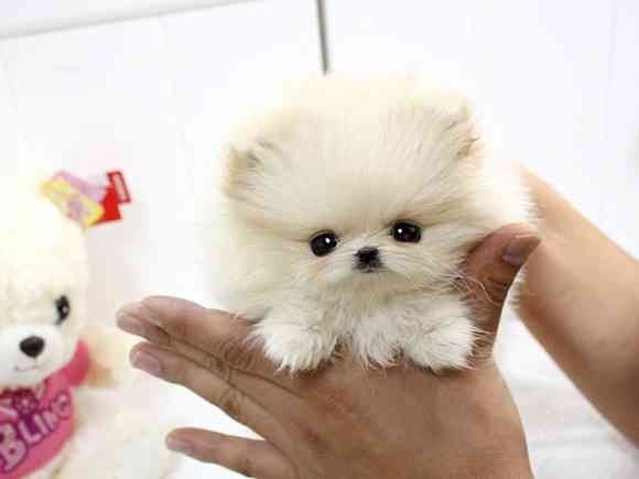 動物の赤ちゃんの画像を貼っていくトピ