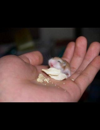 動物の赤ちゃんの画像を貼っていくトピ