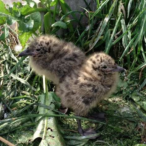 動物の赤ちゃんの画像を貼っていくトピ